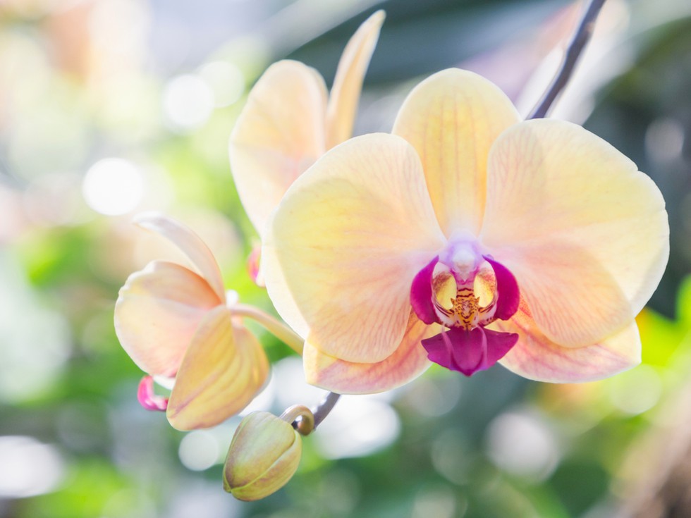 Orchid Show Fort Lauderdale