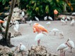 Flamingo Gardens (c) Greater Fort Lauderdale CVB_2020.jpg