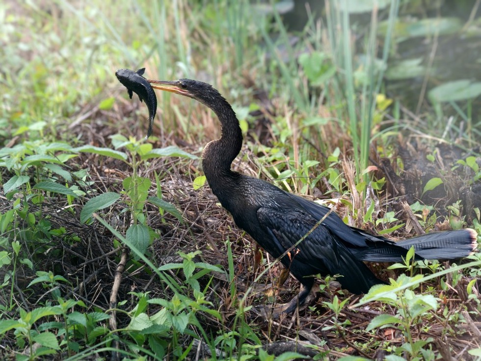 Everglades: Amerikanischer Schlangenhalsvogel (Foto © IrinaK/Shutterstock.com)