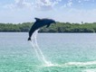 Delfin vor Anna Maria Island