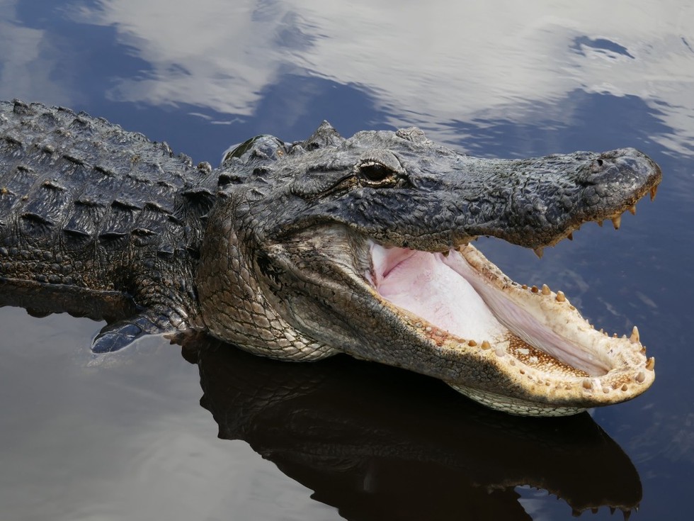 Mississippi-Alligator in Südflorida