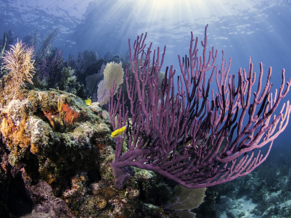 Key Largo - Coral Reef
