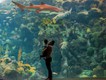 Florida Aquarium, Tampa, Haibecken