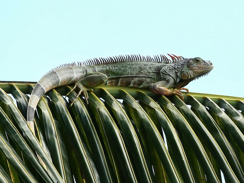 Ein Grüner Leguan auf einer Palme