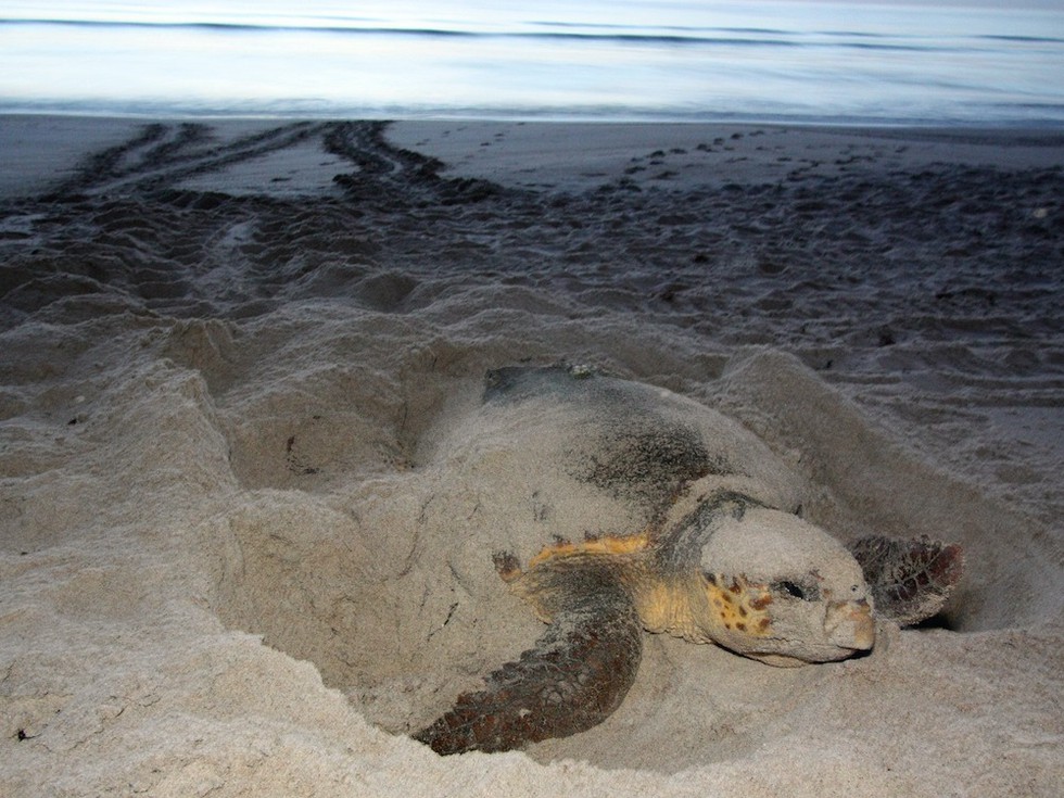 Meeresschildkröte, Region Fort Lauderdale