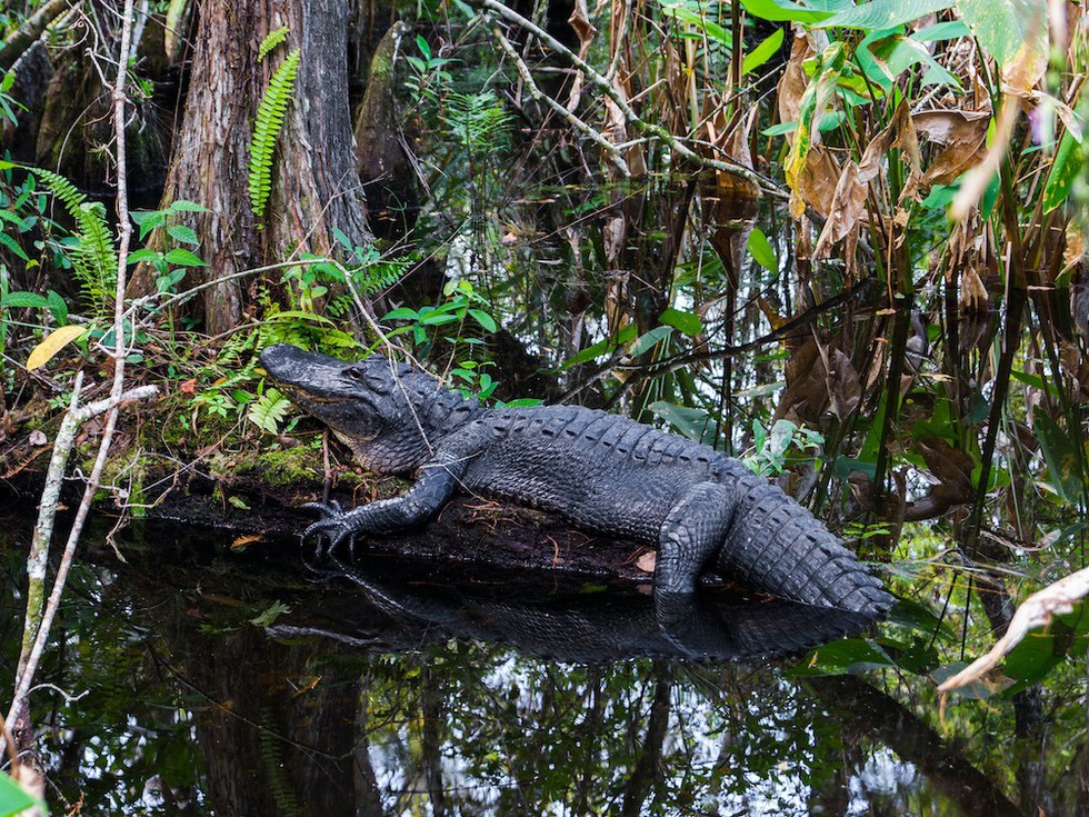 Mississippi-Alligator, Everglades-Nationalpark