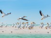 Eine Kolonie von "American White Pelicans" am Strand.