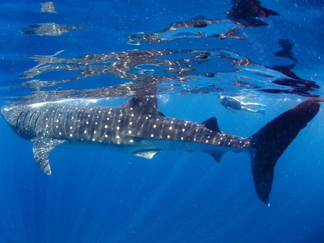 Ein Walhai in Florida
