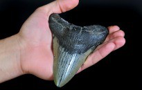 Fossile Haizahn lose 40 millionen Jahre Fossilien Haizähne Steinschatz 
