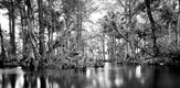 Everglades_070401_g5.jpe